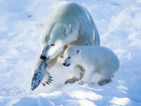 Visit Wildlife Park in Ranua