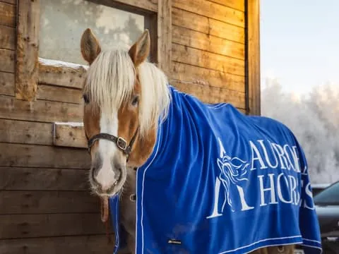 Riding Tour with Finnhorses at SCV