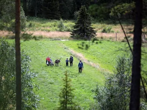 Reindeer Hike in Kuusamo nature