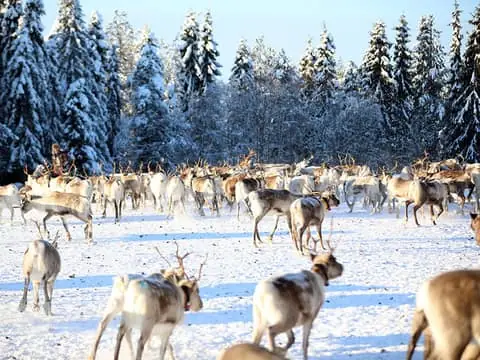 Reindeer Farm Tour: Morning feeding hundreds of reindeer