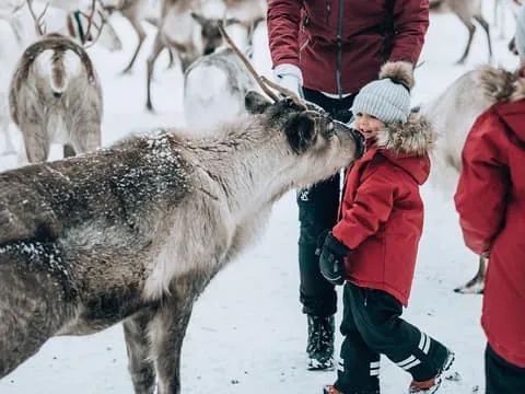 Reindeer Farm tour and feeding reindeer
