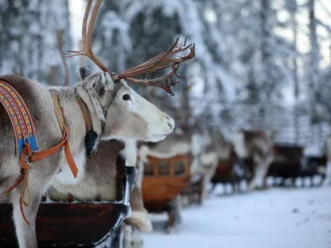 Reindeer Sleigh Ride and Farm tour to feed the reindeer