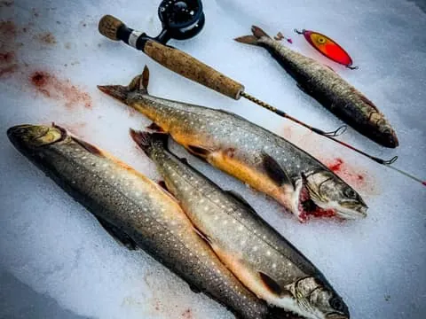 Saariselkä kakslauttanen: Ice Fishing Experience + barbecue