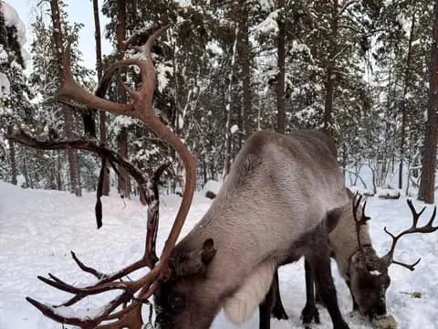 Reindeer feeding in Inari