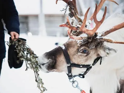 Levi: Husky and Reindeer Experience with Sled Ride