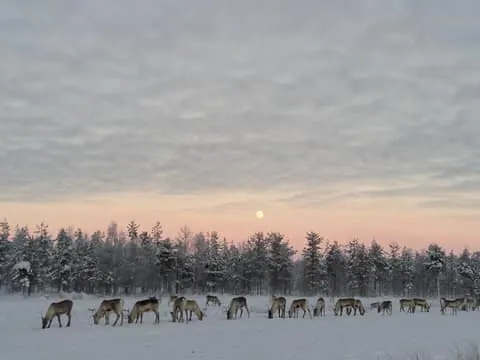 Reindeer Farm Visit, Walk-Along and Local Culture