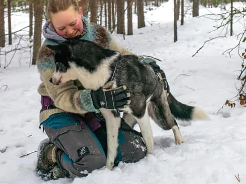 Ivalo - Saariselkä: Husky Walk in the Wilderness