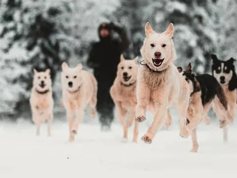 Levi: Self-Drive 5 KM Husky Sledding Experience