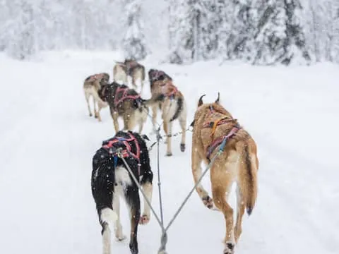 Levi: 3-Day Husky Safari Adventure with Northern Lights