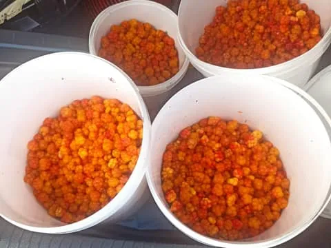 Berry-Picking Tour with Traditional Laavu