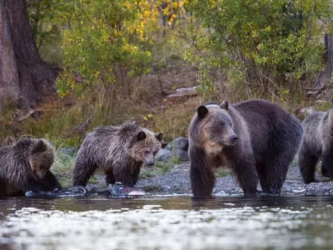 Lapland: Bear-Spotting Guided Evening Experience