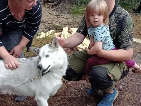 Levi: 2 KM Husky Sledding with wheels
