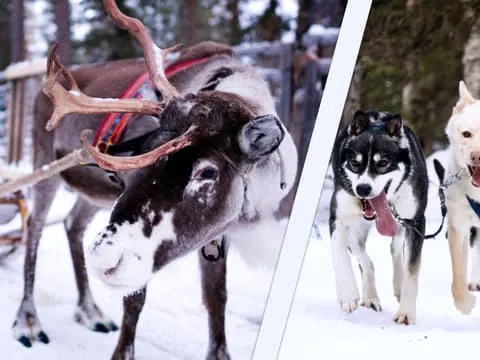 Levi: 3-in-1 Combo Husky, Reindeer & Snowmobile Sleigh Ride