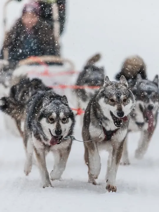 10km Husky Sled Ride with Snacks and Campfire