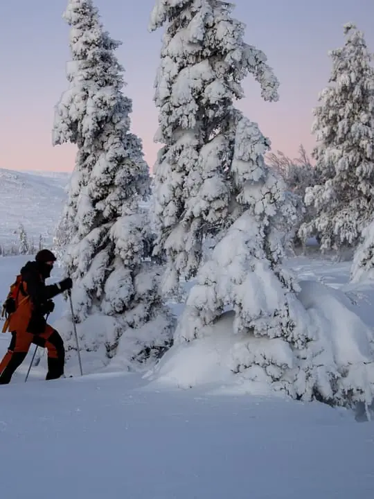 Levi: Private Pallas-Yllästunturi National Park Snowshoeing