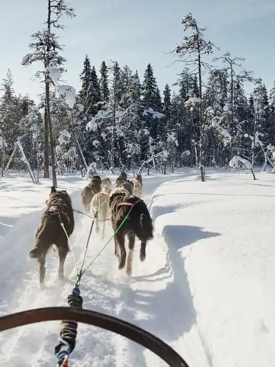 Santa Claus Village Husky Ride
