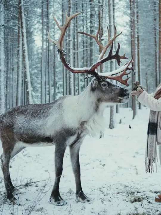 Reindeer Farm Visit with Photographer