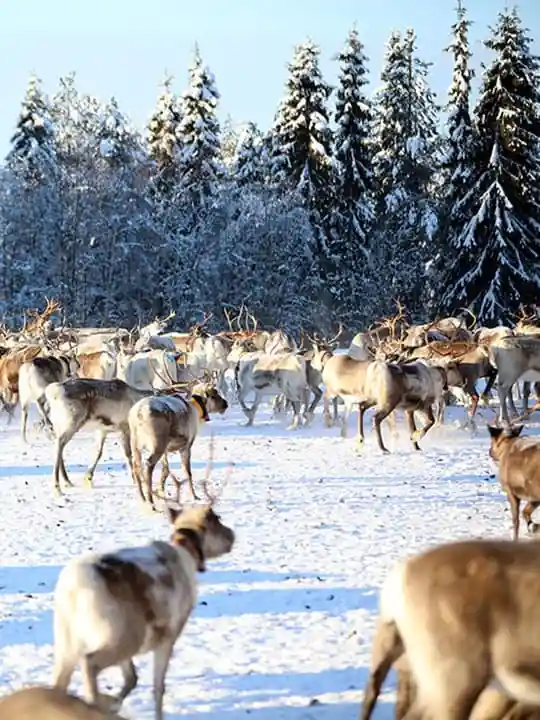 Reindeer Farm Tour: Morning feeding hundreds of reindeer