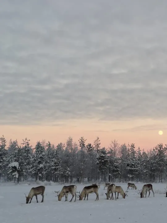 Reindeer Farm Visit, Walk-Along and Local Culture