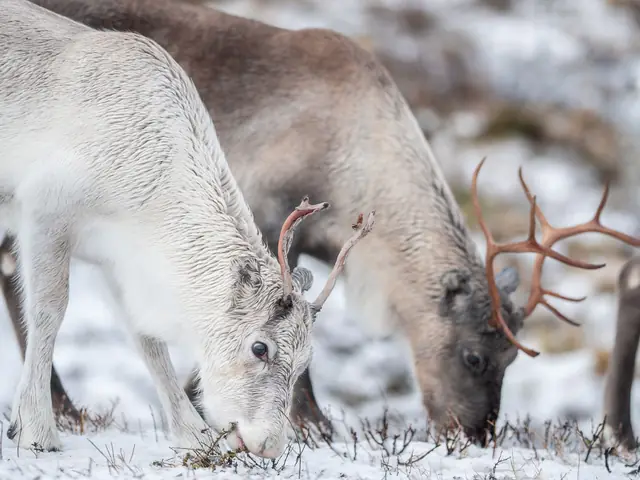 Ounaskievari Reindeer Farm