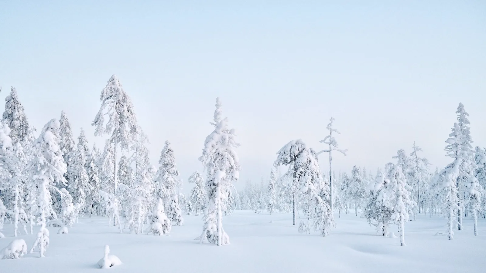 Crown-snow forest at Iso-Syöte