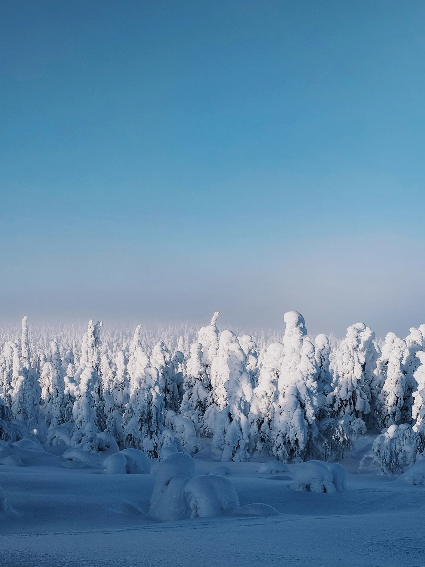 Snow-loaded trees on the fells at Pyhä-Luosto