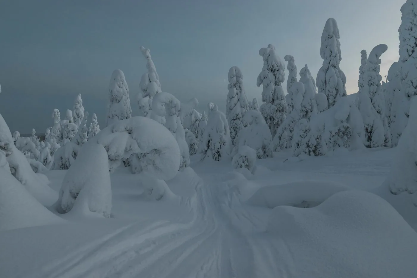 Crown-snow spruces at Ruka