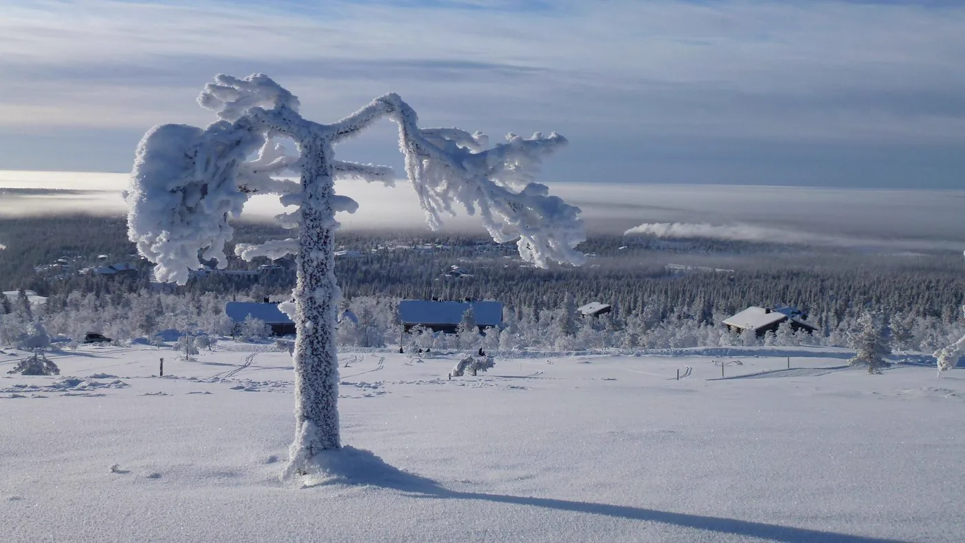 Wind-shaped, snow-covered tree on the fell above Saariselkä
