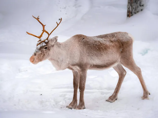 Kopara Reindeer Park