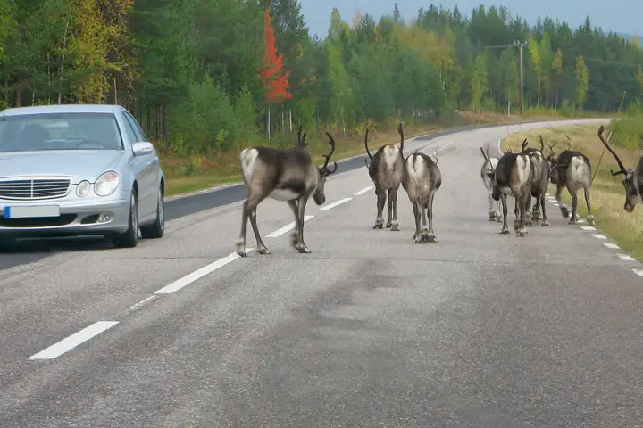 Reindeer on the road