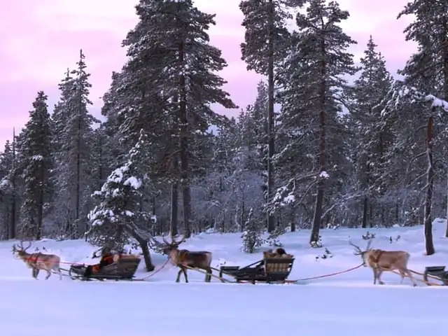 Saariselkä Reindeer Farm