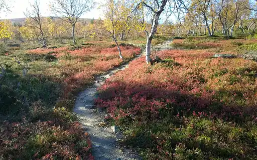 Autumn in Saariselkä